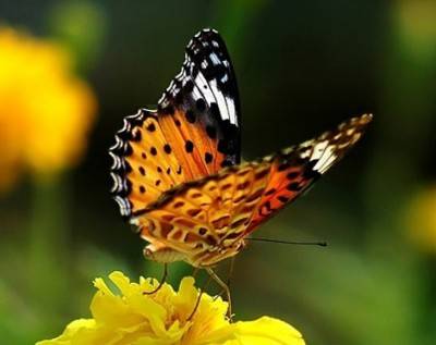 罗哈尼想描述的，真是一只初夏的蝴蝶：可尼的蝴蝶