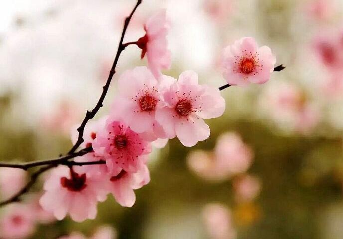 四月芳菲，正是樱花好时节：《桜》