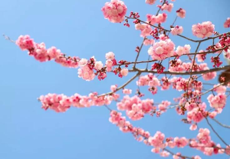樱花开了，然后不小心吻了你的脸颊：《Sakura》