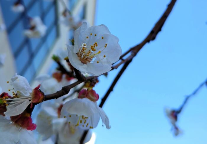 春风拂面，百花盛开，走进大自然，听花开的声音：《春暖花开》
